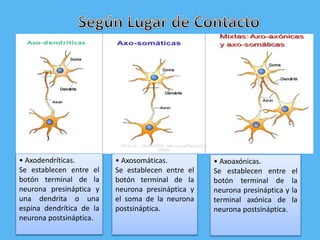 Psicofisiologia y neurona | PPT | Descarga Gratuita