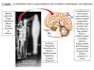 1ª FASE – O ESPÍRITO FAZ O ISOLAMENTO DO CÓRTEX CEREBRAL DO MÉDIUM

Mentor
aplicando
forças
magnéticas
sobre o
Chakra
Coronário
do
médium.

As forças
energéticas
sensibilizam e
ativam a
glândula pineal
fazendo-a
produzir
melatonina.

A melatonina é
direcionada
para a parte do
córtex cerebral
responsável
pela fala e que
vai ficar sob
seu efeito, ou
seja, sedada.
Assim, o
médium perde
o comando
sobre os
órgãos da fala
permitindo que
outro espírito
se ligue a este
sistema
sensório e o
utilize.

 