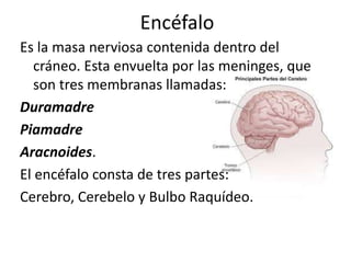 Encéfalo
Es la masa nerviosa contenida dentro del
cráneo. Esta envuelta por las meninges, que
son tres membranas llamadas:
Duramadre
Piamadre
Aracnoides.
El encéfalo consta de tres partes:
Cerebro, Cerebelo y Bulbo Raquídeo.
 
