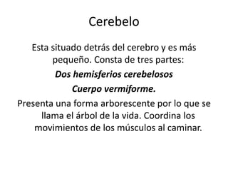 Cerebelo
Esta situado detrás del cerebro y es más
pequeño. Consta de tres partes:
Dos hemisferios cerebelosos
Cuerpo vermiforme.
Presenta una forma arborescente por lo que se
llama el árbol de la vida. Coordina los
movimientos de los músculos al caminar.
 