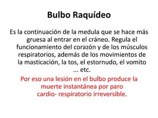 Bulbo Raquídeo
Es la continuación de la medula que se hace más
gruesa al entrar en el cráneo. Regula el
funcionamiento del corazón y de los músculos
respiratorios, además de los movimientos de
la masticación, la tos, el estornudo, el vomito
... etc.
Por eso una lesión en el bulbo produce la
muerte instantánea por paro
cardio- respiratorio irreversible.
 