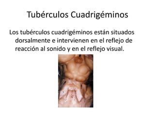 Tubérculos Cuadrigéminos
Los tubérculos cuadrigéminos están situados
dorsalmente e intervienen en el reflejo de
reacción al sonido y en el reflejo visual.
 