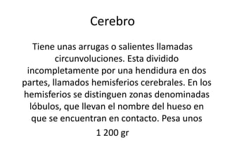 Cerebro
Tiene unas arrugas o salientes llamadas
circunvoluciones. Esta dividido
incompletamente por una hendidura en dos
partes, llamados hemisferios cerebrales. En los
hemisferios se distinguen zonas denominadas
lóbulos, que llevan el nombre del hueso en
que se encuentran en contacto. Pesa unos
1 200 gr
 
