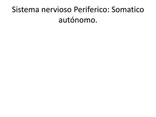 Sistema nervioso Periferico: Somatico
autónomo.
 