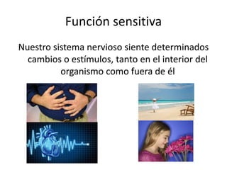 Función sensitiva
Nuestro sistema nervioso siente determinados
cambios o estímulos, tanto en el interior del
organismo como fuera de él
 