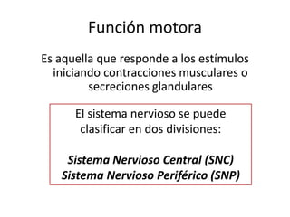 Función motora
Es aquella que responde a los estímulos
iniciando contracciones musculares o
secreciones glandulares
El sistema nervioso se puede
clasificar en dos divisiones:
Sistema Nervioso Central (SNC)
Sistema Nervioso Periférico (SNP)
 