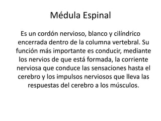 Médula Espinal
Es un cordón nervioso, blanco y cilíndrico
encerrada dentro de la columna vertebral. Su
función más importante es conducir, mediante
los nervios de que está formada, la corriente
nerviosa que conduce las sensaciones hasta el
cerebro y los impulsos nerviosos que lleva las
respuestas del cerebro a los músculos.
 