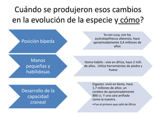 Cuándo se produjeron esos cambios
en la evolución de la especie y cómo?
Posición bípeda
Ya con Lucy, con los
australopithecus afarensis, hace
aproximadamente 3,4 millones de
años
Manos
pequeñas y
habilidosas
Homo habilis : vive en áfrica, hace 2 mill.
de años. Utiliza herramientas de piedra y
hueso
Desarrollo de la
capacidad
craneal
Ergaster, vivió en Kenia, hace
1,7 millones de años: un
cerebro de aproximadamente
800 cc. Y una cara aniñada
como la nuestra.
•Fue el primero que salió de África
 