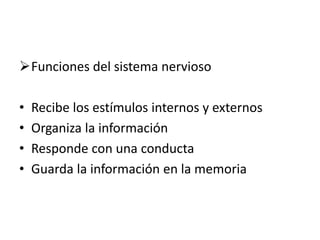 Funciones del sistema nervioso
• Recibe los estímulos internos y externos
• Organiza la información
• Responde con una conducta
• Guarda la información en la memoria
 