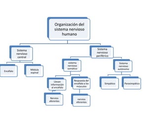 Organización del
sistema nervioso
humano
Sistema
nervioso
central
Encéfalo
Médula
espinal
Sistema
nervioso
periférico
sistema
nervioso
somático
Llevan
información
al encéfalo
Nervios
aferentes
Respuesta del
encéfalo a los
músculos
nervios
eferentes
Sistema
nervioso
autónomo
Simpático Parasimpático
 
