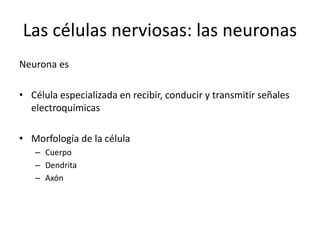 Las células nerviosas: las neuronas
Neurona es
• Célula especializada en recibir, conducir y transmitir señales
electroquímicas
• Morfología de la célula
– Cuerpo
– Dendrita
– Axón
 