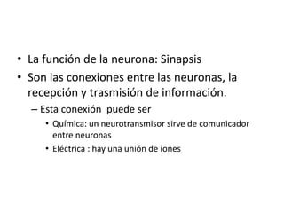 • La función de la neurona: Sinapsis
• Son las conexiones entre las neuronas, la
recepción y trasmisión de información.
– Esta conexión puede ser
• Química: un neurotransmisor sirve de comunicador
entre neuronas
• Eléctrica : hay una unión de iones
 