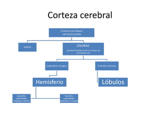 Corteza cerebral
Compuesta por pliegues
CIRCUNVOLUCIONES
SURCOS CISURAS:
grandes hendiduras de la corteza, las
principales son
Longitudinal: da lugar a
Hemisferio
Derecho:
capacidades
espaciales y visuales
Izquierdo:
capacidades
lenguaje y cálculo
Centrales y laterales
Lóbulos
 