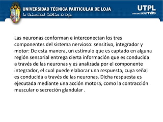 Las neuronas conforman e interconectan los tres componentes del sistema nervioso: sensitivo, integrador y motor: De esta manera, un estímulo que es captado en alguna región sensorial entrega cierta información que es conducida a través de las neuronas y es analizada por el componente integrador, el cual puede elaborar una respuesta, cuya señal es conducida a través de las neuronas. Dicha respuesta es ejecutada mediante una acción motora, como la contracción muscular o secreción glandular . 