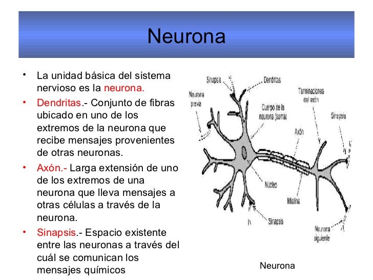 Psicología I Neuronas