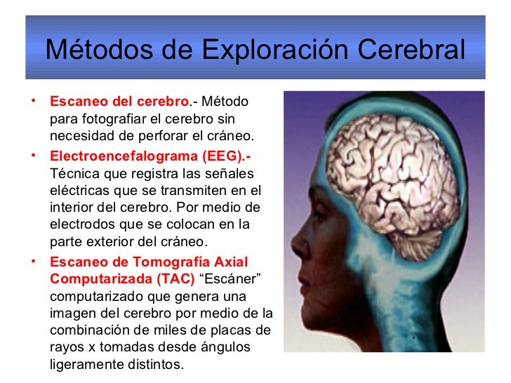 Psicología I Sistema Nervioso y Endocrino