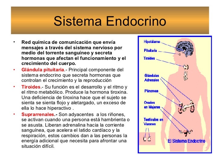 Psicología I Sistema Nervioso y Endocrino