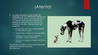 ¡Atento!
 La raza de perro que mejor se
adapte a ti: no debemos elegir por
capricho el perro que nos gusta si
no aquel que podrá convivir en
perfecta armonía con nosotros y
nuestras familia. Debes tener en
cuenta:
 El tamaño: si lo vas a tener dentro
o fuera de la casa
 Tolerancia: si tolera o no a los niños
 Clases: si vas a tener un perro
guardián o de compañía
 Actitud: si quieres un perro activo o
pasivo
Conocer la raza o cruce de razas del
perro te evitara muchos
problemas
 