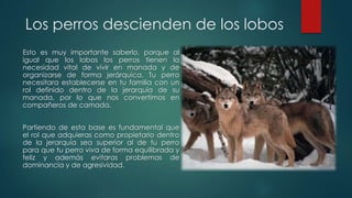Los perros descienden de los lobos
Esto es muy importante saberlo, porque al
igual que los lobos los perros tienen la
necesidad vital de vivir en manada y de
organizarse de forma jerárquica. Tu perro
necesitara establecerse en tu familia con un
rol definido dentro de la jerarquía de su
manada, por lo que nos convertimos en
compañeros de camada.
Partiendo de esta base es fundamental que
el rol que adquieras como propietario dentro
de la jerarquía sea superior al de tu perro
para que tu perro viva de forma equilibrada y
feliz y además evitaras problemas de
dominancia y de agresividad.
 