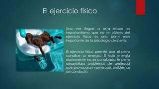 El ejercicio físico
Una vez llegue a esta etapa es
importantísimo que no te olvides del
ejercicio físico es una parte muy
importante de la psicología del perro.
El ejercicio físico permite que el perro
canalice su energía. Si esta energía
diariamente no es canalizada tu perro
desarrollara problemas de ansiedad
que provocaran numerosos problemas
de conducta
 