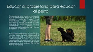 Educar al propietario para educar
al perro
Para educar a un perro es necesario
que el propietario tenga en cuenta
diversas variables para no
encontrarse con numerosos
problemas. Lo que hacemos la gran
mayoría de seres humanos es que
adquirimos al perro, nos
encontramos los problemas y luego
buscamos la solución.
Nunca nos detenemos a pensar que
raza de perro se adaptaría mejor a
mi personalidad y mucho menos
consultaríamos sobre la raza y sus
necesidades porque no es lo mismo
darle de comer a un perro de origen
pequeño a uno grande. Oh ¿si lo
habías pensado?
 
