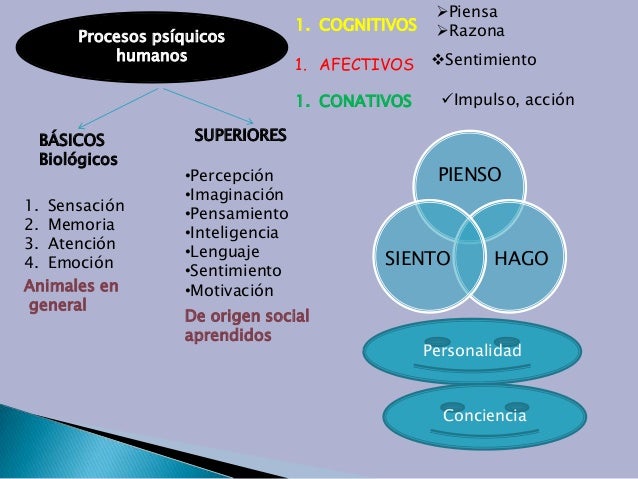 Psicología cognitiva