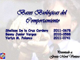 Bases Biológicas del  Comportamiento Shelisse De la Cruz Cordero	2011-0678 Benny Junior Vargas			2010-0588 Yarlys M. Polanco			2011-0741 Presentado a: Grecia Morel Ventura 1 