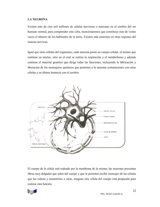 LA NEURONA
Existen más de cien mil millones de células nerviosas o neuronas en el cerebro del ser
humano normal, para comprender esta cifra, mencionaremos que constituye más de veinte
veces el número de los habitantes de la tierra. Existen más neuronas en otras regiones del
sistema nervioso.

Igual que otras células del organismo, cada neurona posee un cuerpo celular, el mismo que
contiene un núcleo, sitio en el cual se realiza la respiración y el metabolismo y además
contiene el material genético que dirige todas las funciones, incluyendo la fabricación y
liberación de los mensajeros químicos que permiten a la neurona comunicarnos con otras
células y en última instancia con el cerebro.

El cuerpo de la célula está rodeado por la membrana de la misma; las neuronas presentan
fibras muy delgadas que salen del cuerpo y que le permiten recibir mensajes de las células
que las rodean y trasmitirlos a otras, ninguna otra célula del cuerpo está preparada para
realizar esta función.
22
MSc. Moisés Logroño G.

 