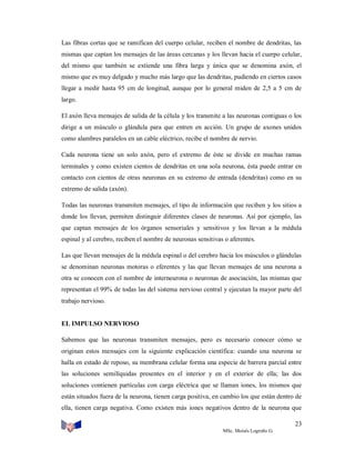Las fibras cortas que se ramifican del cuerpo celular, reciben el nombre de dendritas, las
mismas que captan los mensajes de las áreas cercanas y los llevan hacia el cuerpo celular,
del mismo que también se extiende una fibra larga y única que se denomina axón, el
mismo que es muy delgado y mucho más largo que las dendritas, pudiendo en ciertos casos
llegar a medir hasta 95 cm de longitud, aunque por lo general miden de 2,5 a 5 cm de
largo.
El axón lleva mensajes de salida de la célula y los transmite a las neuronas contiguas o los
dirige a un músculo o glándula para que entren en acción. Un grupo de axones unidos
como alambres paralelos en un cable eléctrico, recibe el nombre de nervio.
Cada neurona tiene un solo axón, pero el extremo de éste se divide en muchas ramas
terminales y como existen cientos de dendritas en una sola neurona, ésta puede entrar en
contacto con cientos de otras neuronas en su extremo de entrada (dendritas) como en su
extremo de salida (axón).
Todas las neuronas transmiten mensajes, el tipo de información que reciben y los sitios a
donde los llevan, permiten distinguir diferentes clases de neuronas. Así por ejemplo, las
que captan mensajes de los órganos sensoriales y sensitivos y los llevan a la médula
espinal y al cerebro, reciben el nombre de neuronas sensitivas o aferentes.
Las que llevan mensajes de la médula espinal o del cerebro hacia los músculos o glándulas
se denominan neuronas motoras o eferentes y las que llevan mensajes de una neurona a
otra se conocen con el nombre de interneurona o neuronas de asociación, las mismas que
representan el 99% de todas las del sistema nervioso central y ejecutan la mayor parte del
trabajo nervioso.

EL IMPULSO NERVIOSO
Sabemos que las neuronas transmiten mensajes, pero es necesario conocer cómo se
originan estos mensajes con la siguiente explicación científica: cuando una neurona se
halla en estado de reposo, su membrana celular forma una especie de barrera parcial entre
las soluciones semilíquidas presentes en el interior y en el exterior de ella; las dos
soluciones contienen partículas con carga eléctrica que se llaman iones, los mismos que
están situados fuera de la neurona, tienen carga positiva, en cambio los que están dentro de
ella, tienen carga negativa. Como existen más iones negativos dentro de la neurona que
23
MSc. Moisés Logroño G.

 