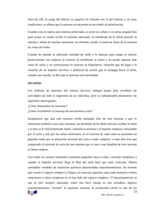 fuera de ella, la carga del interior es negativa en relación con la del exterior y en estas
condiciones, se afirma que la neurona se encuentra en un estado de polarización.
Cuando está en reposo una neurona polarizada, es como un cohete o un arma cargada lista
para actuar en cuanto reciba el estímulo adecuado, la membrana de la célula permite la
entrada y salida de muchas sustancias; no obstante, tiende a conservar fuera de la neurona
los iones del sodio.
Cuando ha entrado la suficiente cantidad de sodio a la neurona para cargar el interior
positivamente con respecto al exterior, la membrana se cierra y no puede ingresar más
iones de sodio y en consecuencia la neurona se despolariza, situación que da lugar a la
creación de un impulso nervioso o potencial de acción que se propaga hacia el axón;
cuando esto sucede, se dice que la neurona está estimulada.
SINAPSIS
Los millones de neuronas del sistema nervioso trabajan juntas para coordinar las
actividades de todo el organismo de un individuo, pero es indispensable plantearnos las
siguientes interrogantes:
¿Cómo interactúan las neuronas?
¿Cómo se transmite el mensaje de una neurona a otra?
Imaginemos que una sola neurona recibe mensajes sólo de otra neurona y que lo
transmiten también a una sola; entonces, las dendritas de la célula nerviosa reciben la señal
y si ésta es lo suficientemente fuerte, estimula la neurona y el impulso empieza a descender
por el axón y sale por las ramas terminales, en el extremo de cada rama se encuentra un
pequeño nudo que se denomina terminal del axón o nodo sináptico, a toda ésta área que
comprende el terminal de axón de una neurona que se une a una dendrita de otra neurona
se llama sinapsis.
Casi todos los axones terminales contienen pequeños sacos ovales, vesículas sinópticas y
cuando el impulso nervioso llega al final del axón hace que estas vesículas, liberen
cantidades variables de sustancias químicas denominadas neurotransmisores, las mismas
que cruzan el espacio sinóptico y llegan a la neurona siguiente; para cada sustancia existen
conexiones o sitios receptores en el otro lado del espacio sináptico. El neurotransmisor se
une al sitio receptor adecuado, como una llave encaja en una cerradura, algunos
neurotransmisores “excitan” la siguiente neurona; la acetilcolina (Ach) es uno de los
24
MSc. Moisés Logroño G.

 