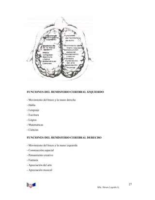 FUNCIONES DEL HEMISFERIO CEREBRAL IZQUIERDO
- Movimiento del brazo y la mano derecha
- Habla
- Lenguaje
- Escritura
- Lógica
- Matemáticas
- Ciencias
FUNCIONES DEL HEMISFERIO CEREBRAL DERECHO
- Movimiento del brazo y la mano izquierda
- Construcción espacial
- Pensamiento creativo
- Fantasía
- Apreciación del arte
- Apreciación musical

27
MSc. Moisés Logroño G.

 