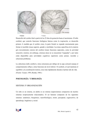 8 meses

9 meses

Desarrollo del cerebro fetal a partir de los 25 días de gestación hasta el nacimiento. El tallo
cerebral, que controla funciones biológicas básicas como la respiración, se desarrolla
primero A medida que el cerebro crece, la parte frontal se expande enormemente para
formar el encéfalo (masa superior, grande y enrollada). Las áreas específicas de la materia
gris (revestimiento externo del cerebro) tienen funciones especiales, como la actividad
sensorial y motora; sin embargo, extensas áreas no se encuentran "asignadas" y por tanto
están disponibles para actividades cognitivas superiores como pensar, recordar y
solucionar problemas.
La subcorteza (tallo cerebral y otras estructuras por debajo de la capa cortical) maneja el
comportamiento reflejo y otras funciones de nivel inferior. El cerebelo, el cual mantiene el
equilibrio y la coordinación motora, crece más rápidamente durante el primer año de vida.
(Fuente: Casaer, 1993; Restak, 1984.)

PSICOLOGÍA Y BIOLOGÍA

SISTEMA Y ORGANIZACIÓN
Un niño es un sistema, un adulto es un sistema (supersistemas compuestos de muchos
sistemas recíprocamente relacionados). El ser humano compuesto de los siguientes
sistemas: anatómico, bioquímico, neurofisiológico, motor, perceptual, cognoscitivo, de
aprendizaje, lingüístico y social.

42
MSc. Moisés Logroño G.

 