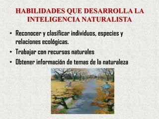 HABILIDADES QUE DESARROLLA LA
    INTELIGENCIA NATURALISTA
• Reconocer y clasificar individuos, especies y
  relaciones ecológicas.
• Trabajar con recursos naturales
• Obtener información de temas de la naturaleza
 
