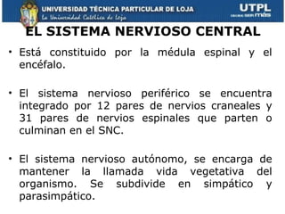EL SISTEMA NERVIOSO CENTRAL
• Está constituido por la médula espinal y el
  encéfalo.

• El sistema nervioso periférico se encuentra
  integrado por 12 pares de nervios craneales y
  31 pares de nervios espinales que parten o
  culminan en el SNC.

• El sistema nervioso autónomo, se encarga de
  mantener la llamada vida vegetativa del
  organismo. Se subdivide en simpático y
  parasimpático.
 