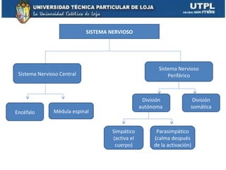 SISTEMA NERVIOSO




                                                         Sistema Nervioso
 Sistema Nervioso Central                                    Periférico



                                                   División             División
                                                  autónoma             somática
Encéfalo       Médula espinal


                                     Simpático          Parasimpático
                                     (activa el        (calma después
                                      cuerpo)          de la activación)
 