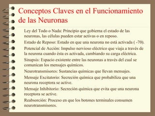 Conceptos Claves en el Funcionamiento
de las Neuronas
 Ley del Todo o Nada: Principio que gobierna el estado de las
 neuronas, las células pueden estar activas o en reposo.
 Estado de Reposo: Estado en que una neurona no está activada ( -70).
 Potencial de Acción: Impulso nervioso eléctrico que viaja a través de
 la neurona cuando ésta es activada, cambiando su carga eléctrica.
 Sinapsis: Espacio existente entre las neuronas a través del cual se
 comunican los mensajes químicos.
 Neurotransmisores: Sustancias químicas que llevan mensajes.
 Mensaje Excitatorio: Secreción química que probabiliza que una
 neurona receptora se active.
 Mensaje Inhibitorio: Secreción química que evita que una neurona
 receptora se active.
 Reabsorción: Proceso en que los botones terminales consumen
 neurotransmisores.
 