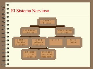 El Sistema Nervioso
                                                       S is t e m a
                                                       N e r v io s o


              S is t e m a N e r v io s o                                      S is t e m a N e r v io s o
                     P e r ifé r ic o                                                   C e n tra l


     S is t e m a                     S is t e m a                      C e re b ro                   M é d u la
    S o m á t ic o                  A u tó n o m o                                                    E s p in a l
  ( v o lu n t a r io )          ( in v o lu n t a r io )


                    S im p á t ic o               P a r a s im p á t ic o
                   ( a c t iv a c ió n               (re to rn o a l
                d e e m e r g e n c ia )         e s t a d o n o r m a l)
 