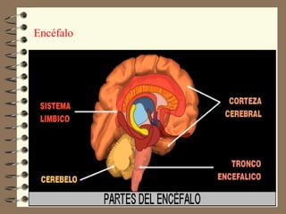 Encéfalo
 