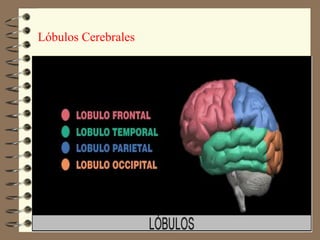 Lóbulos Cerebrales
 