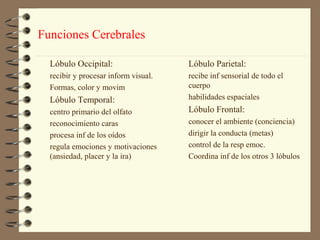 Funciones Cerebrales

  Lóbulo Occipital:                   Lóbulo Parietal:
  recibir y procesar inform visual.   recibe inf sensorial de todo el
  Formas, color y movim               cuerpo
  Lóbulo Temporal:                    habilidades espaciales
  centro primario del olfato          Lóbulo Frontal:
  reconocimiento caras                conocer el ambiente (conciencia)
  procesa inf de los oídos            dirigir la conducta (metas)
  regula emociones y motivaciones     control de la resp emoc.
  (ansiedad, placer y la ira)         Coordina inf de los otros 3 lóbulos
 