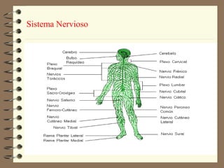 Sistema Nervioso
 