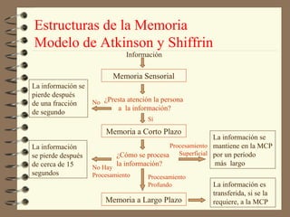 Estructuras de la Memoria
Modelo de Atkinson y Shiffrin
                               Información


                           Memoria Sensorial
La información se
pierde después
de una fracción     No ¿Presta atención la persona
                            a la información?
de segundo
                                      Sí

                        Memoria a Corto Plazo
                                                         La información se
La información                             Procesamiento mantiene en la MCP
se pierde después          ¿Cómo se procesa Superficial por un período
de cerca de 15             la información?               más largo
                    No Hay
segundos            Procesamiento     Procesamiento
                                      Profundo          La información es
                                                        transferida, si se la
                        Memoria a Largo Plazo           requiere, a la MCP
 