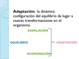 Adaptación:  la dinámica configuración del equilibrio da lugar a nuevas transformaciones en el organismo. ASIMILACIÓN   EQUILIBRIO  ADAPTACIÓN  ACOMODACIÓN  