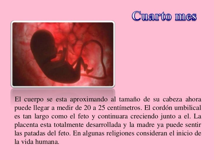 embarazo y desarrollo pre natal embarazo y desarrollo pre natal