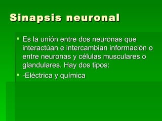 Sinapsis neuronal Es la unión entre dos neuronas que interactúan e intercambian información o entre neuronas y células musculares o glandulares. Hay dos tipos: -Eléctrica y química 