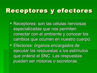 Receptores y efectores Receptores: son las células nerviosas especializadas que nos permiten conectar con el ambiente y conocer los cambios que ocurren en nuestro cuerpo. Efectores: órganos encargados de ejecutar las respuestas a los estímulos que ordenó el SNC. Las respuestas pueden ser motoras o secretoras.  