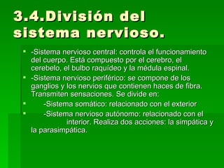 3.4.División del sistema nervioso. -Sistema nervioso central: controla el funcionamiento del cuerpo. Está compuesto por el cerebro, el cerebelo, el bulbo raquídeo y la médula espinal. -Sistema nervioso periférico: se compone de los ganglios y los nervios que contienen haces de fibra. Transmiten sensaciones. Se divide en: -Sistema somático: relacionado con el exterior -Sistema nervioso autónomo: relacionado con el  interior. Realiza dos acciones: la simpática y la parasimpática. 