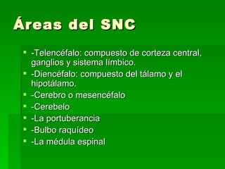Áreas del SNC -Telencéfalo: compuesto de corteza central, ganglios y sistema límbico. -Diencéfalo: compuesto del tálamo y el hipotálamo. -Cerebro o mesencéfalo -Cerebelo -La portuberancia -Bulbo raquídeo -La médula espinal 