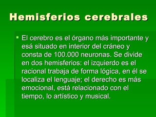 Hemisferios cerebrales El cerebro es el órgano más importante y esá situado en interior del cráneo y consta de 100.000 neuronas. Se divide en dos hemisferios: el izquierdo es el racional trabaja de forma lógica, en él se localiza el lenguaje; el derecho es más emocional, está relacionado con el tiempo, lo artístico y musical. 