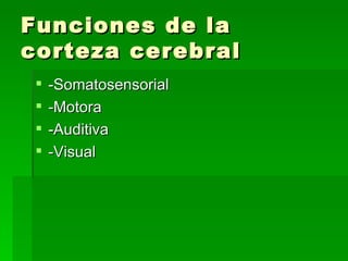 Funciones de la corteza cerebral -Somatosensorial -Motora -Auditiva -Visual 